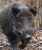 Wild Boar