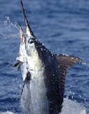 Marlin Fishing