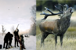 stag hunting